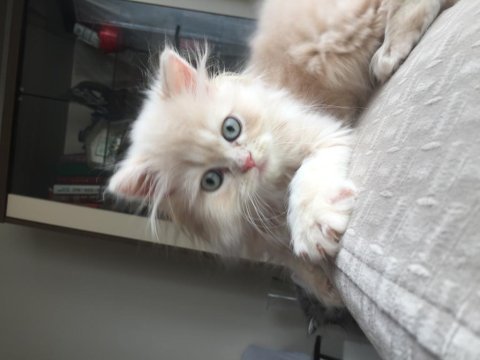 Acil sahiplendirme british longhair