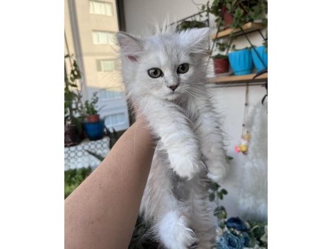 British longhair yeşil göz erkek