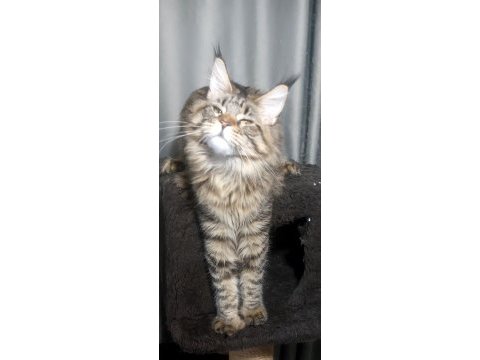 Full şecereli maine coon ünvanlı ebeveynlerden
