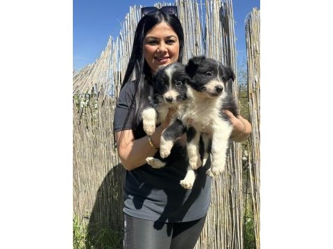 Dişi border collie yavrularım