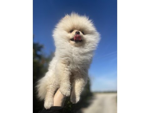 Ayı surat pomeranian boo erkek