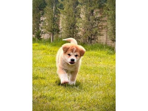 Safkan japon akita yavruları