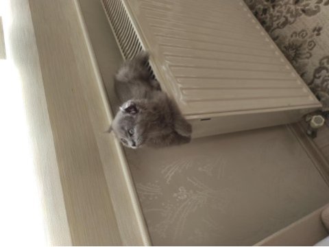 Blue scottish fold yavrular