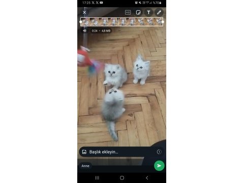 2 aylık sevimli british longhair yavrularımız yuva arıyor