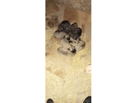 Saf kangal köpeği yerlisinden