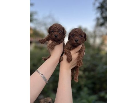 Rezerve açık toy poodle bebekler