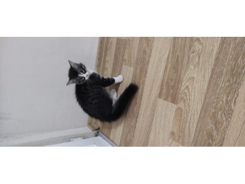 Bozkır on dört aylık erkek kedimiz kimlikli posaportlu