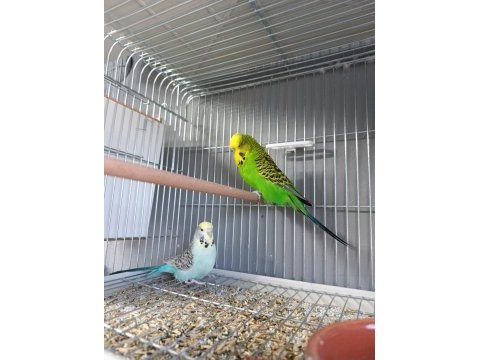 Yavrulu yumurtalı yeni eşleme muhabbet kuşları