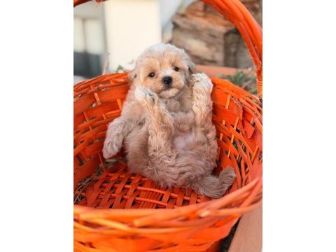 Erkek 0 numara maltipoo yavrumuz