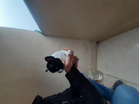 Maskeli french bulldog yavrularımız