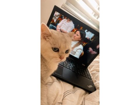 Yetişkin 1 dişi ve 1 erkek kedi ücretsiz sahiplendirilecek