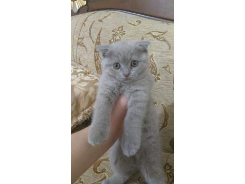 2 aylık lilak scottish fold