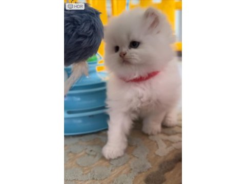 Minik chinchilla prenses yuvasını arıyor