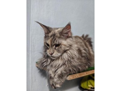 Maine coon kedisi