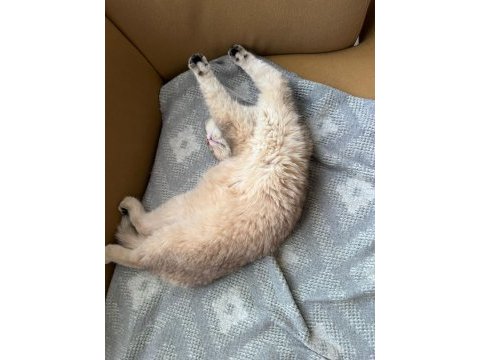 Aciliyetten sahiplendirilecek british shorthair