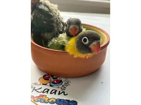 Satılık cennet papağanları