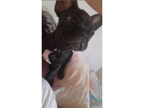 Orijinal erkek fransız bulldog 6 aylık