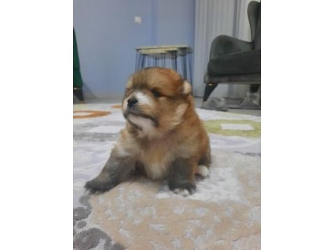 Tatlı ve minik pomeranian yavru