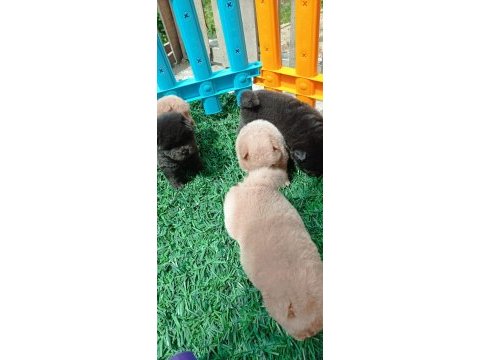 Uygun ve kaliteli çin aslanı yavrular