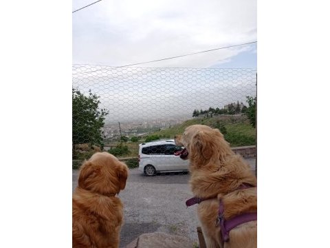 Yetişkin golden retriever yavru alınabilir