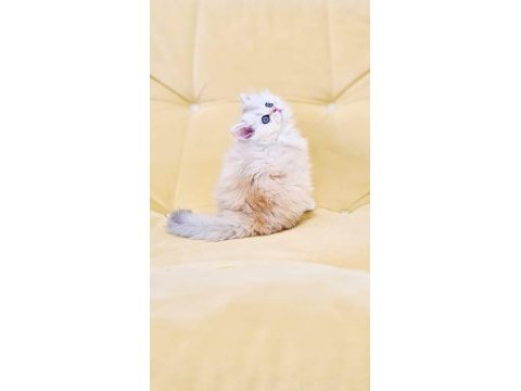 A kalite orjinal british longhair dişi yavrum