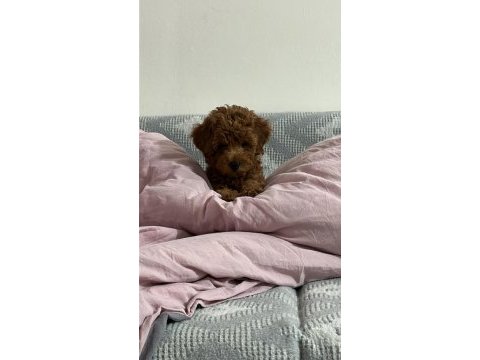 Kore kan poodle yavrularımız