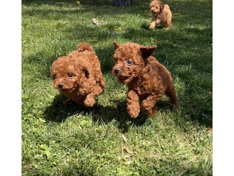 Ultra a kaliteli toy poodle yavrular
