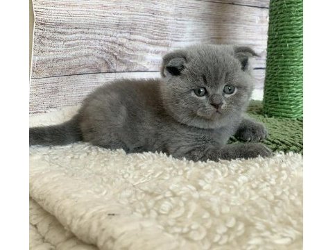 Blue scottish fold yavrularımız 