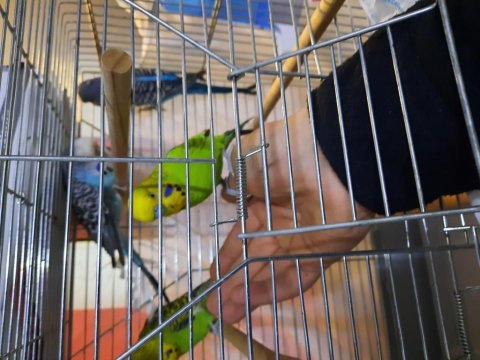 4 adet ful evcil konuşan muhabbet kuşu
