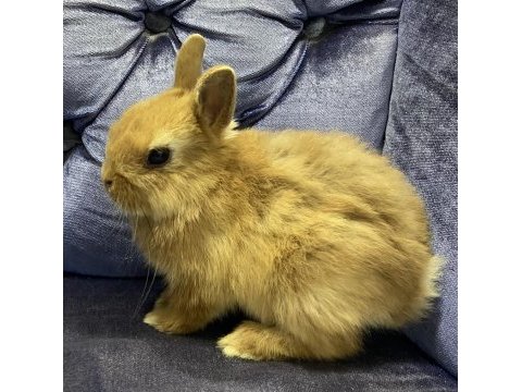 Harika kalite cüce ve mini lop tavşanı bebekler