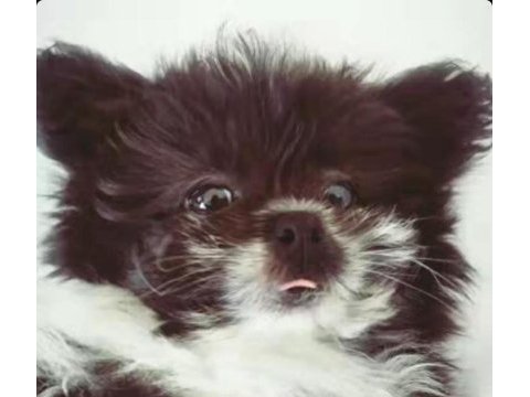 2 yaşında dişi chihuahua shih-tzu mix