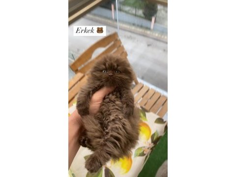 Cinnamon ve bicolor show scottish fold bebekler