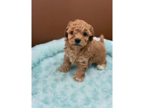 Sevimli maltipoo yavruları