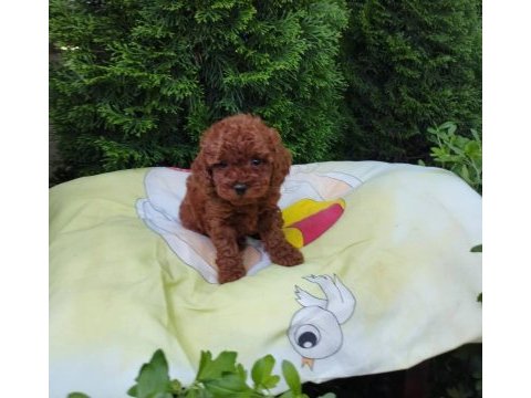 Toy poodle yavrular ruhsatlı köpek çiftliğinden