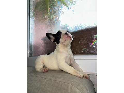 Safkan french bulldog güzellik