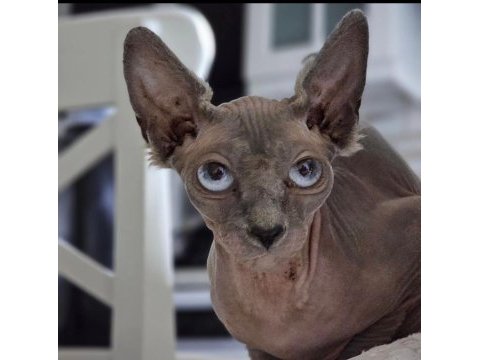 Safkan sphynx dişi ve erkek efsane kediler son 5 adet