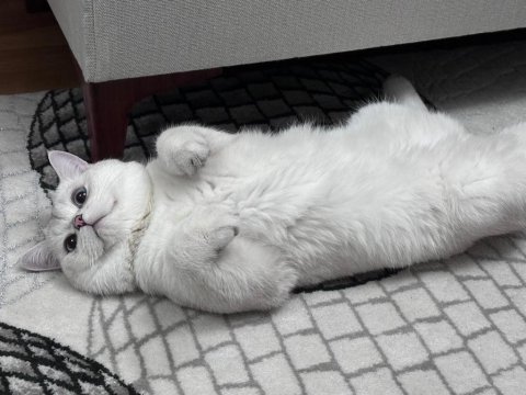 British shorthair kedisi