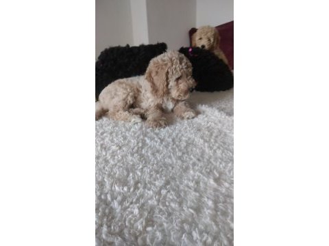 Evde bakılabilecek tek ırk toy poodledir