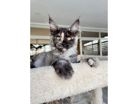 Xl mainecoon yavruları