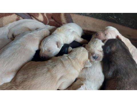 A kalite yavrularımız ırk sağlık garantilidir golden