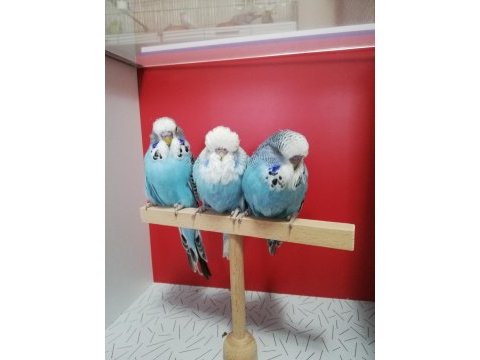 Bebek show jumbo muhabbet kuşlar