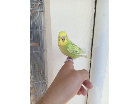 Rengarenk muhabbet kuşu yavrular