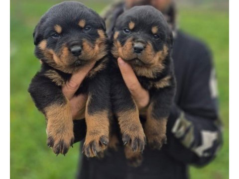 Rottweiler bebeleri