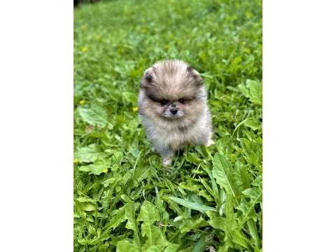 Pomeranian leopard rengi