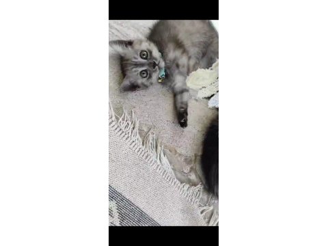 Minnak british shorthair kedimize ömürlük yuva