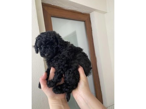 Toy poodle yavrular bandırma