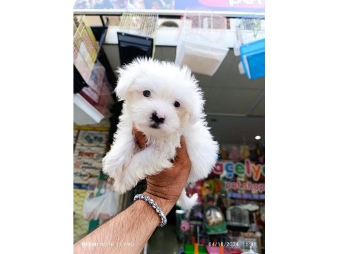 Teslime hazır maltese