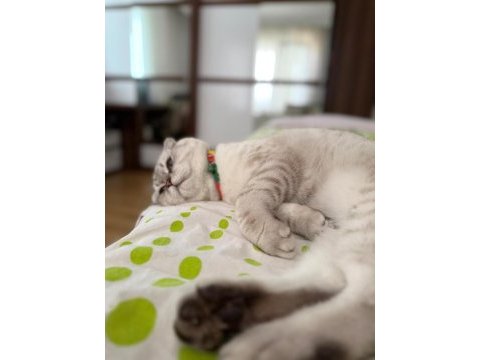 Çok uysal scottish fold