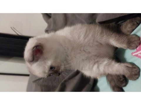 3 aylık scottish fold
