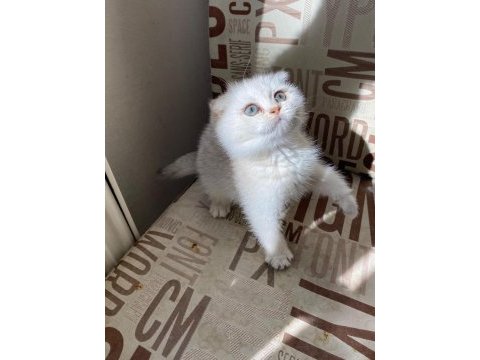 Kendini deli gibi sevdiren scottish fold yavrularım